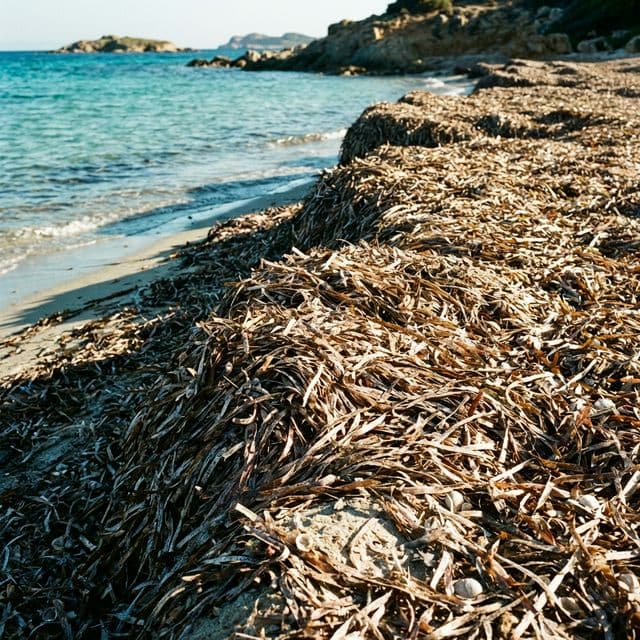 Posidonia Banquette Alta