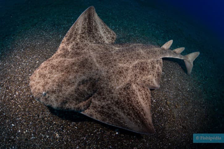 Squalo angelo comune