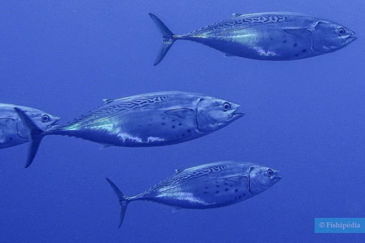 euthynnus alletteratus