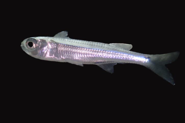 Atherinomorus lacunosus